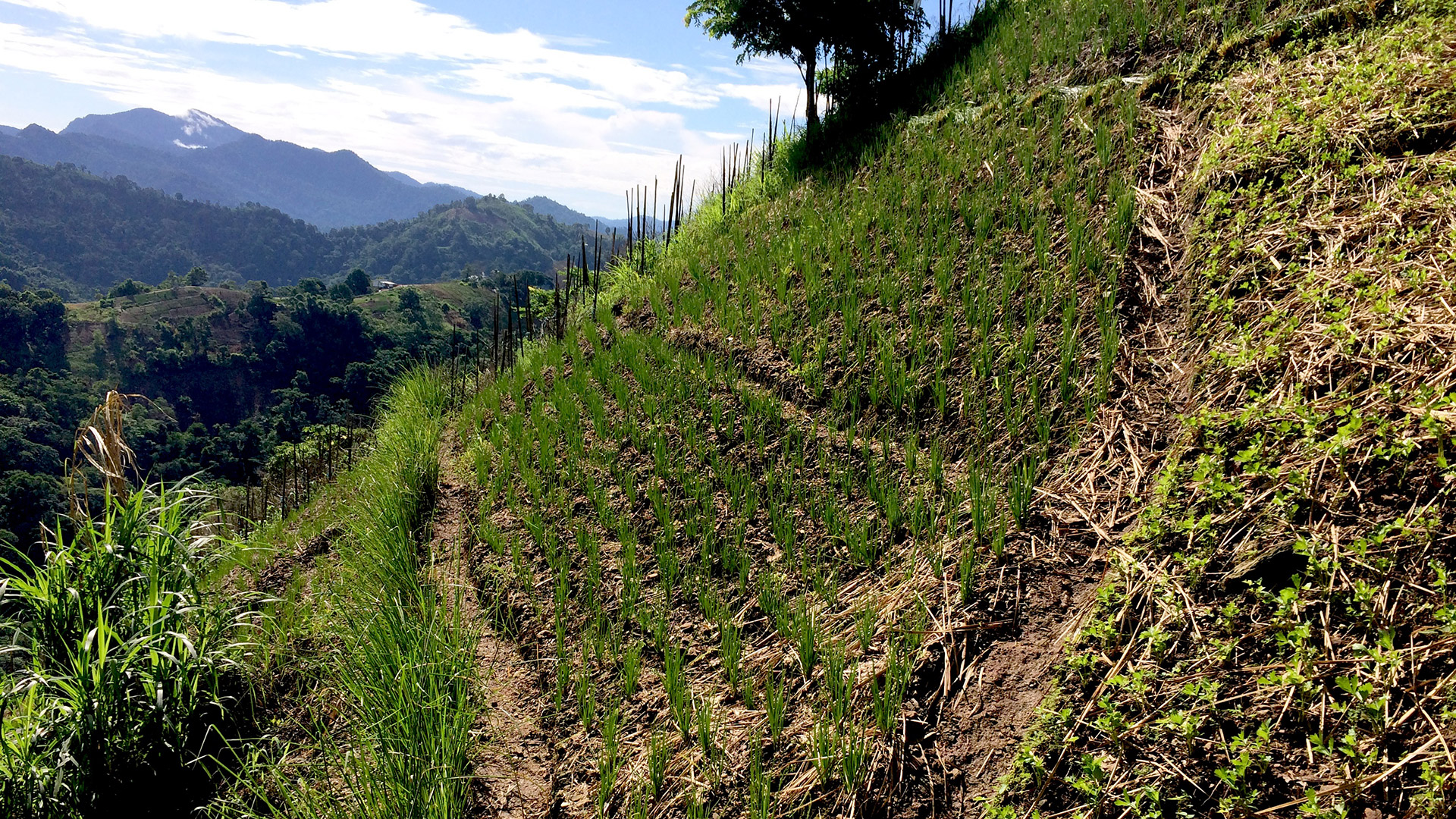 BBC.com – Vetiver Stabilising Hillsides