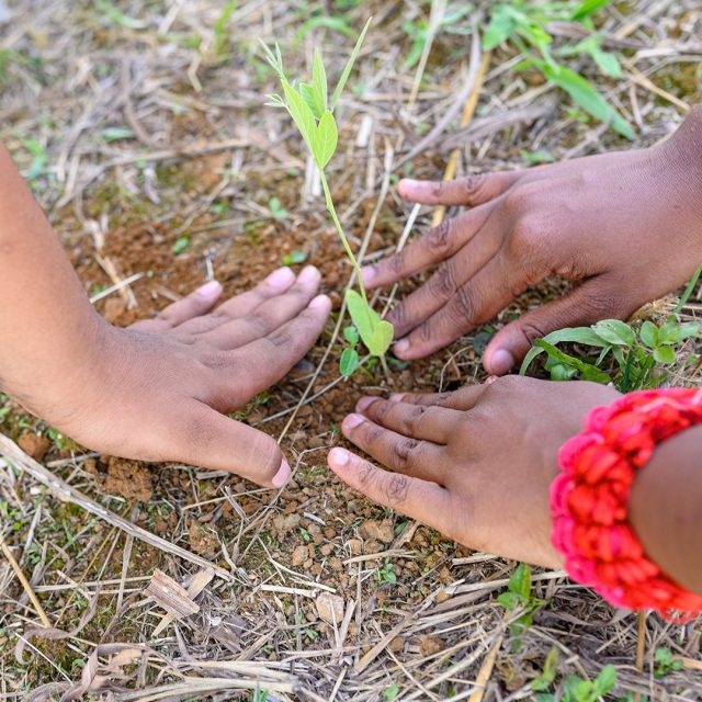 Membership – Reforestation Member